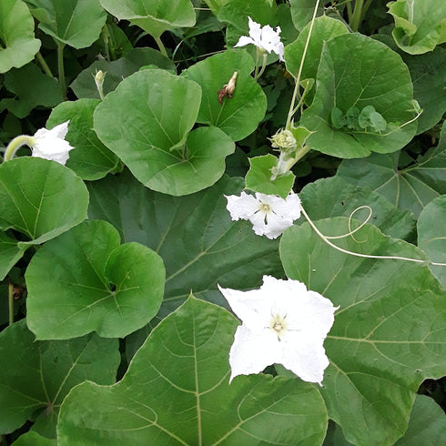 Cucuzzi Edible Gourd